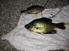 Crappie 11.0 lk gamblin id 072912 thumb