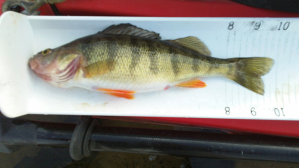 Perch013013