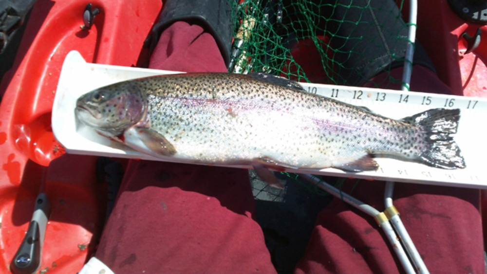 042413trout