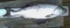 29.5 chinook thumb