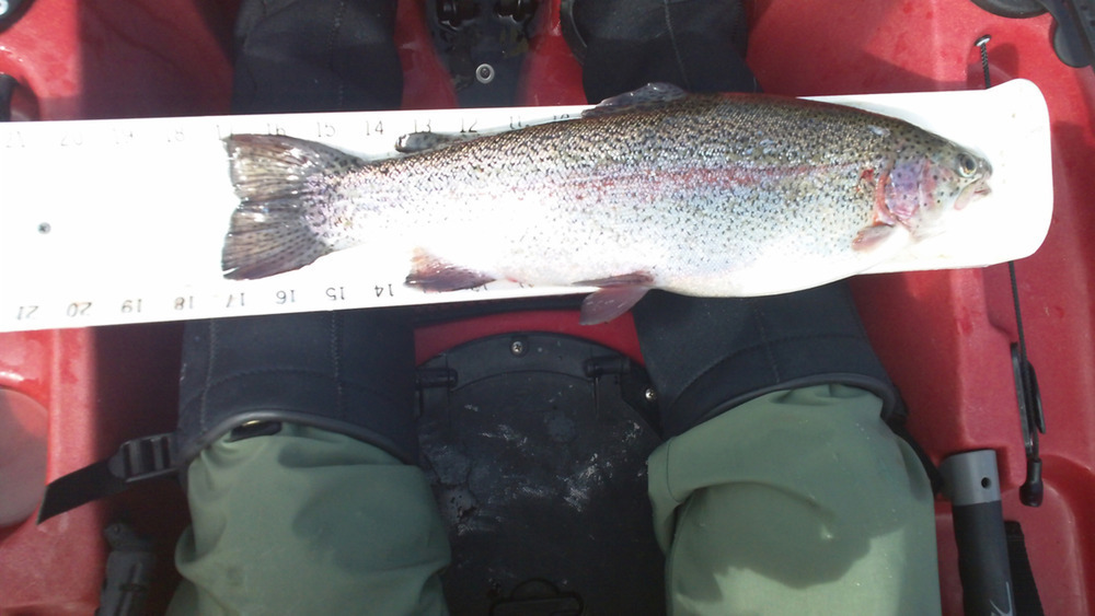 042913trout