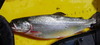 01.trout.1024 thumb