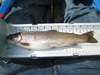 12 inch 2013 trout 001 thumb