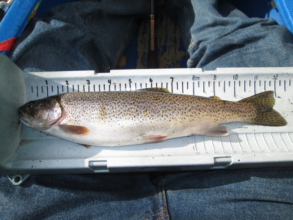 12 inch 2013 trout 001