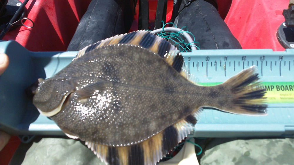 061313flounder