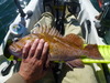 19.5 inch quillback rockfish thumb
