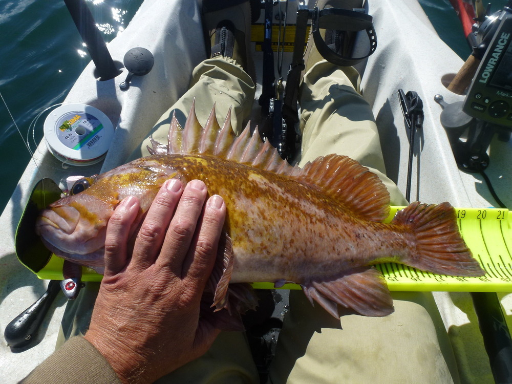 19.5 inch quillback rockfish