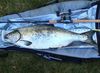 32inch chinook thumb