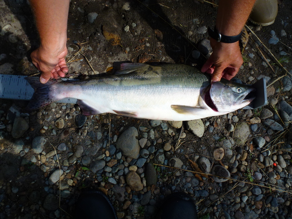 Nisqually pink