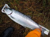 Coho1 1 thumb