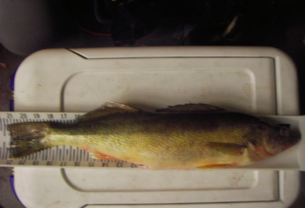 Walleye1