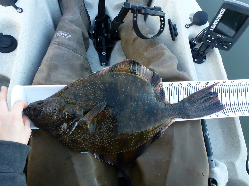 20.25 starry flounder