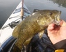 Smallie onboard thumb