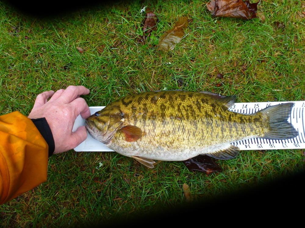 18.5 smallmouth