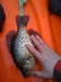 Crappie measured thumb