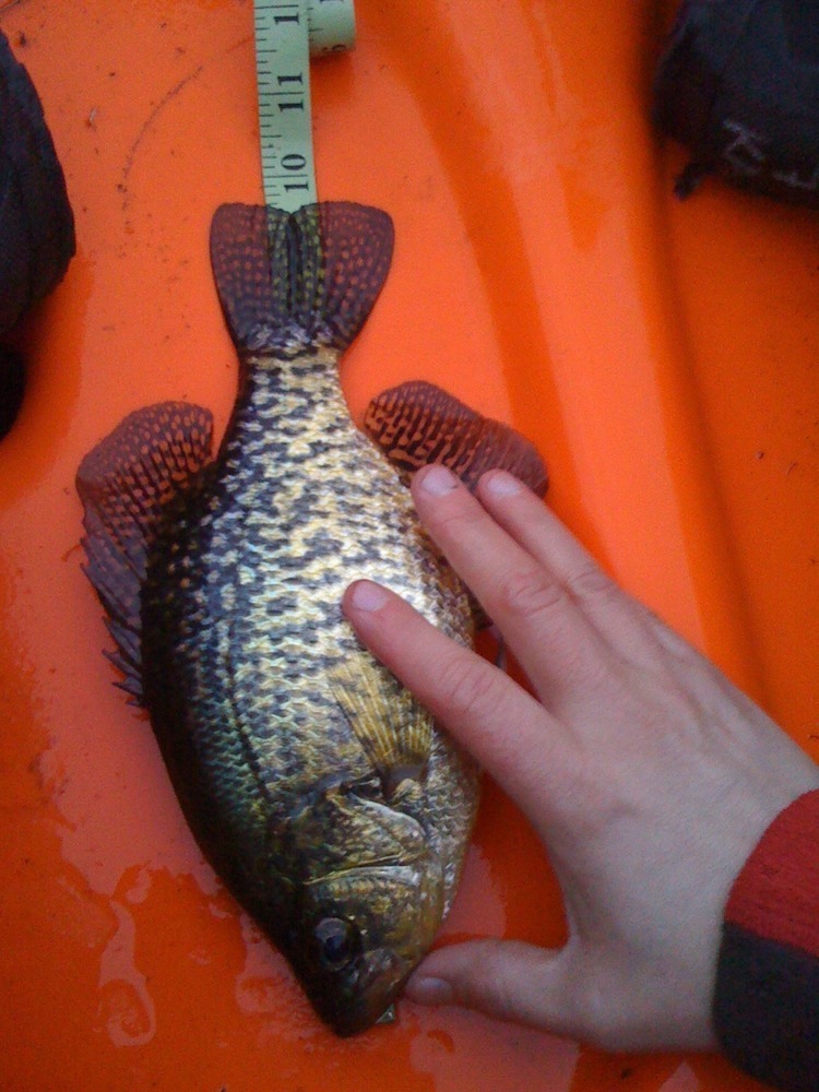 Crappie measured