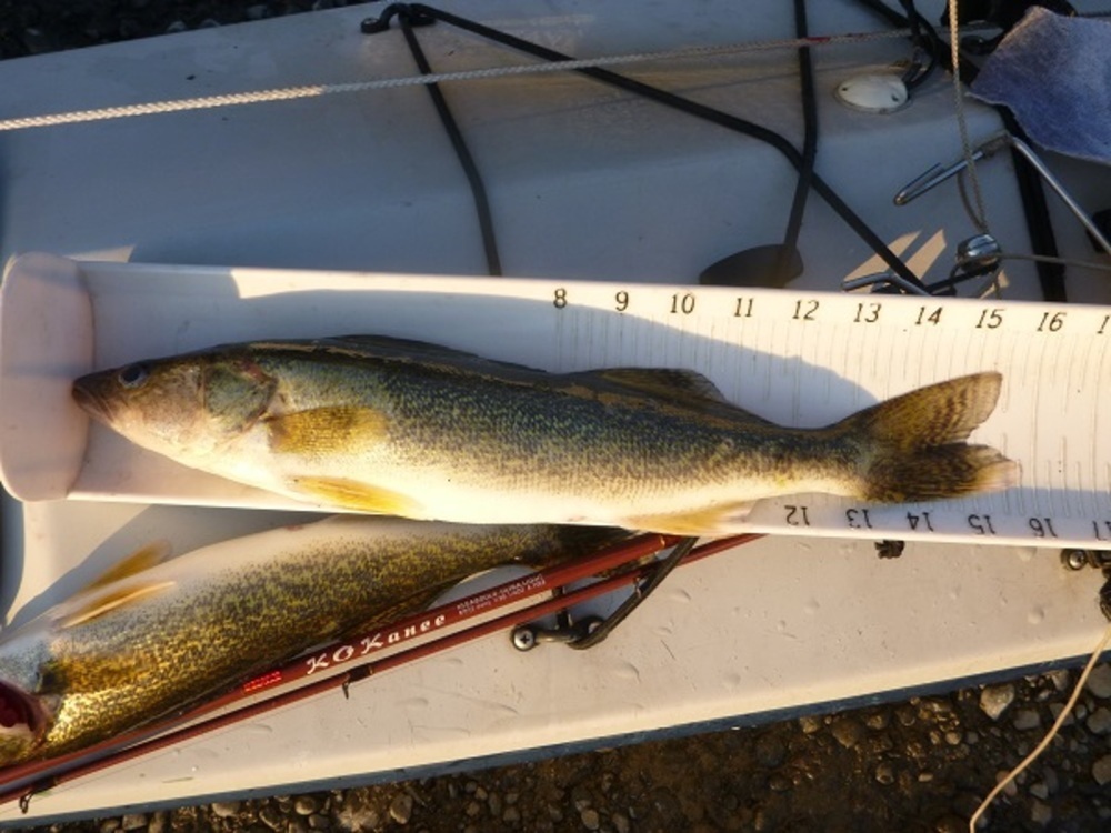 Walleye 032314