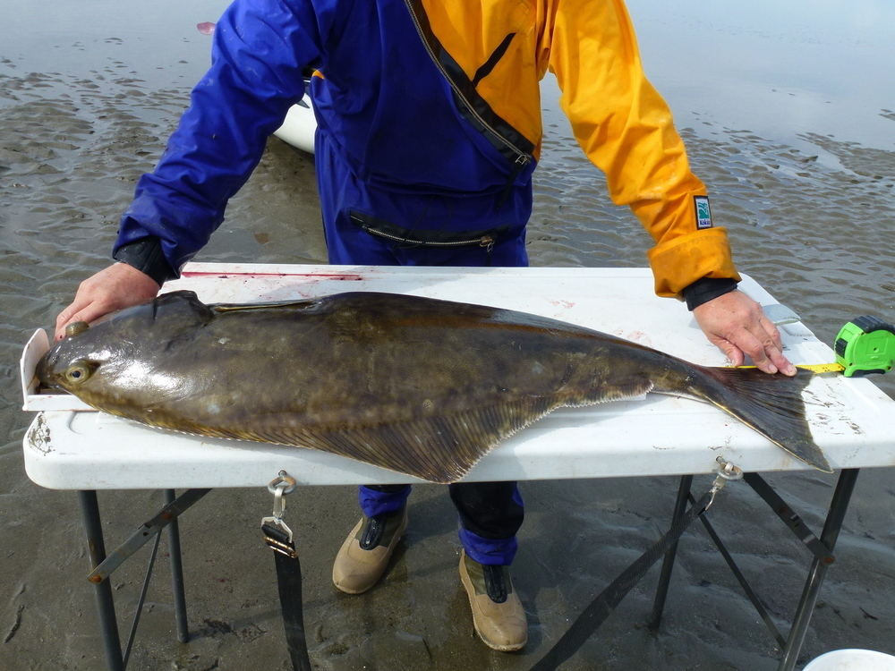 Halibut