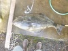 Halibut full 51.5 052414 thumb