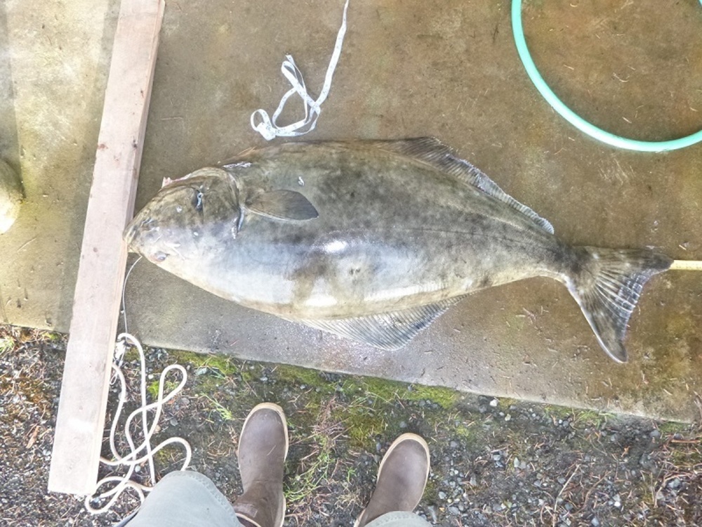 Halibut full 51.5 052414