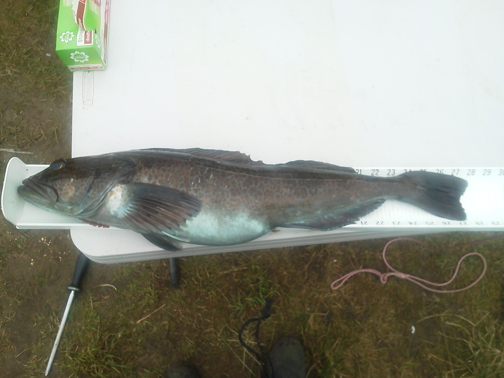 Lingcod1