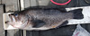 19inch black rockfish thumb