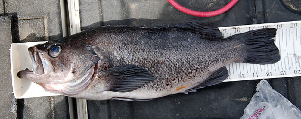 19inch black rockfish