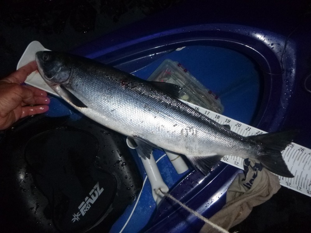 Sockeye 26.5 080514