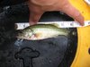 Dc perch thumb