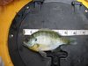 Dc bluegill thumb
