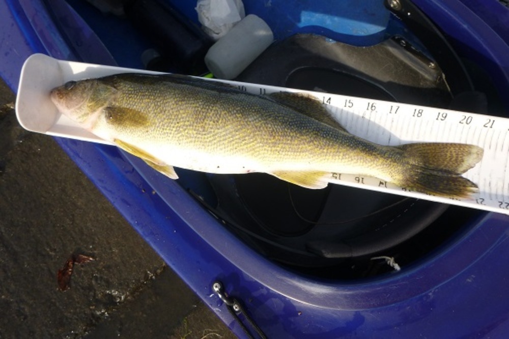 Walleye 21.0 102914