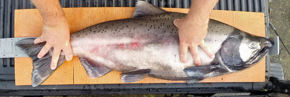 Chinook full