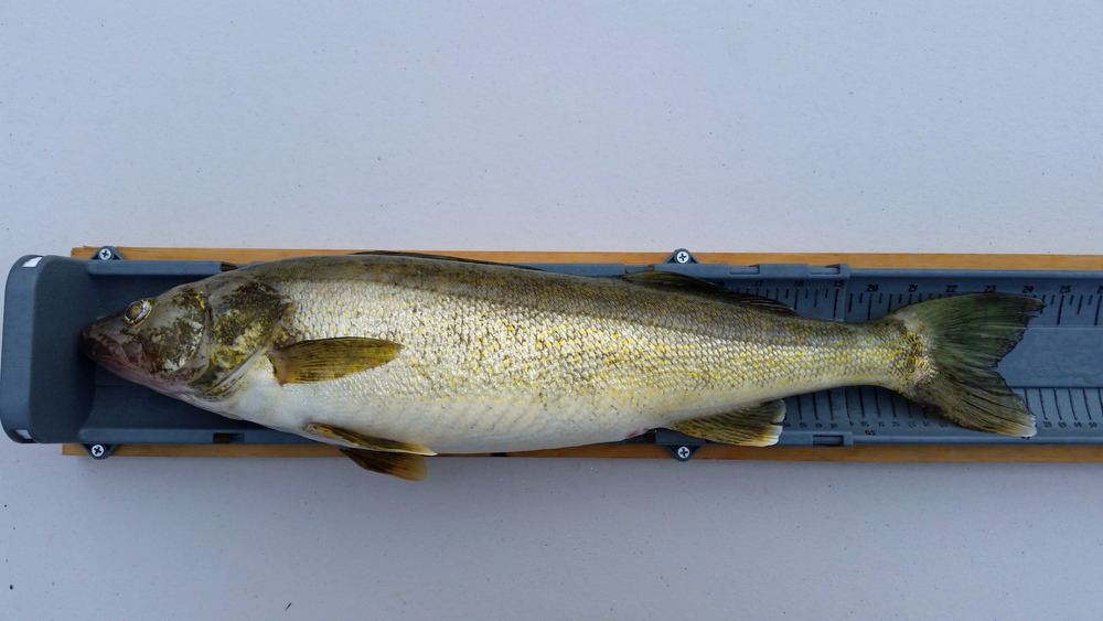 Walleye full