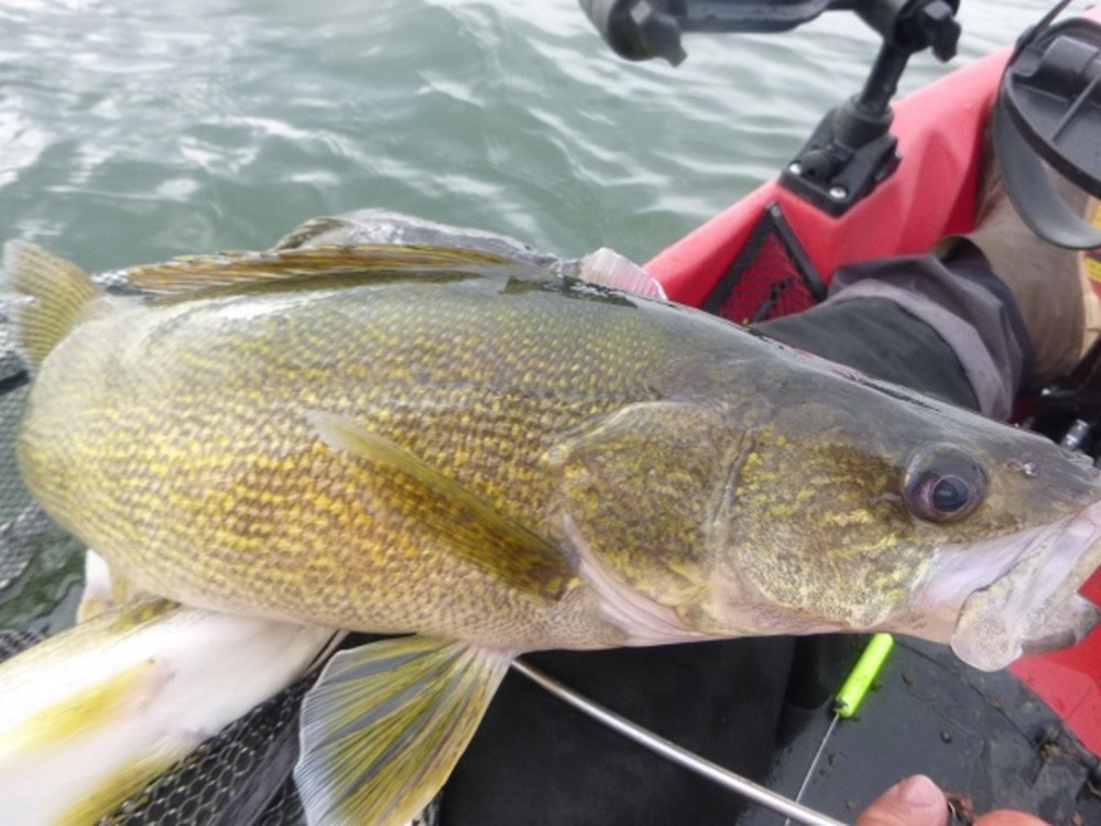 Walleye 1