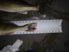 Walleye tail 23.25 020815 thumb