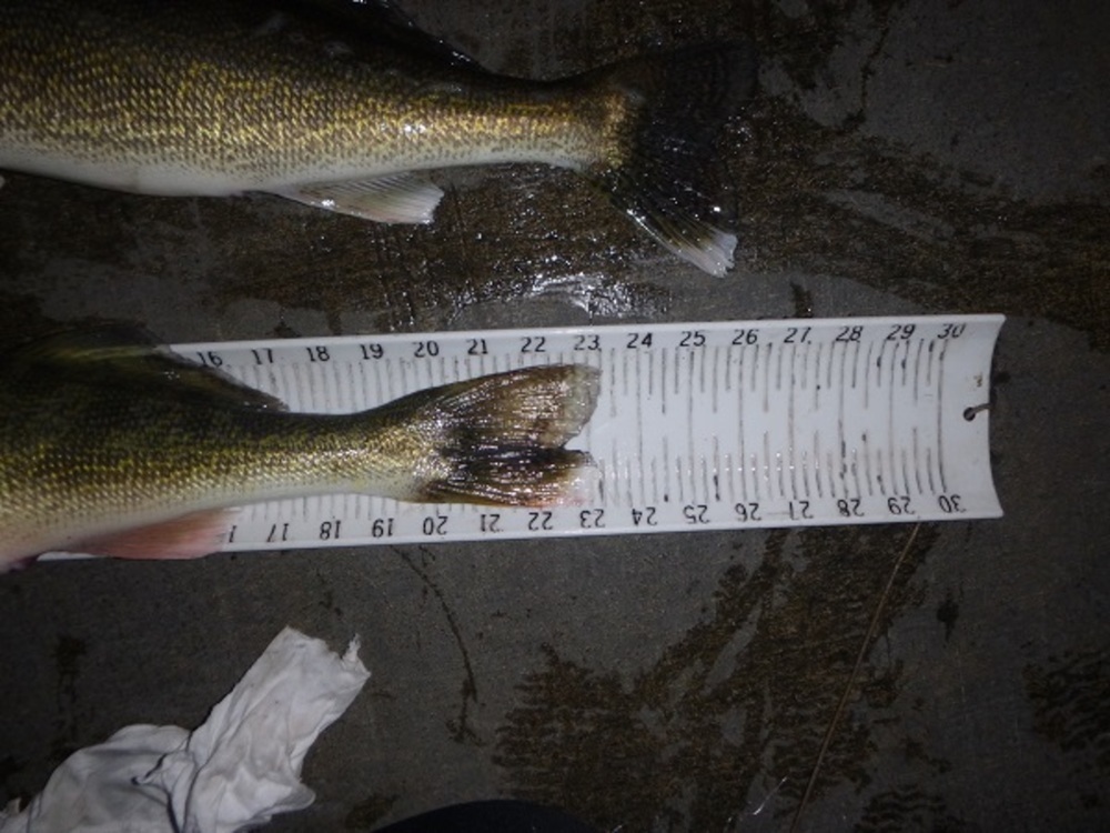 Walleye tail 23.25 020815