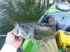 Lmb boat 20.0 041815 thumb