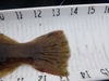 Flounder tail 13.5 042615 thumb