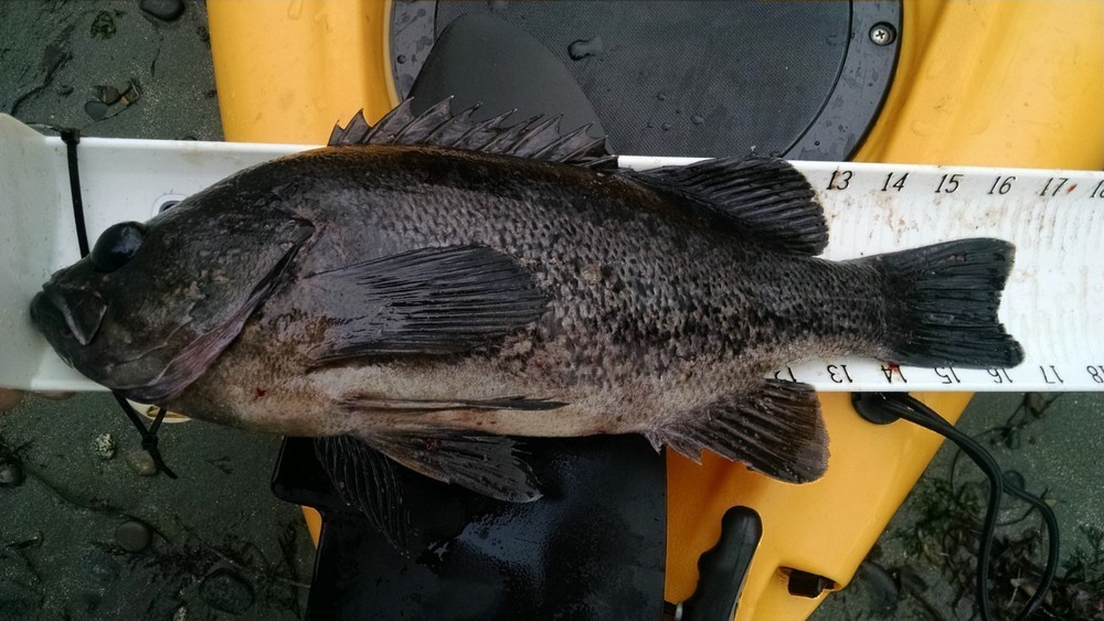 Black rock fish 16.25  15 may 2015