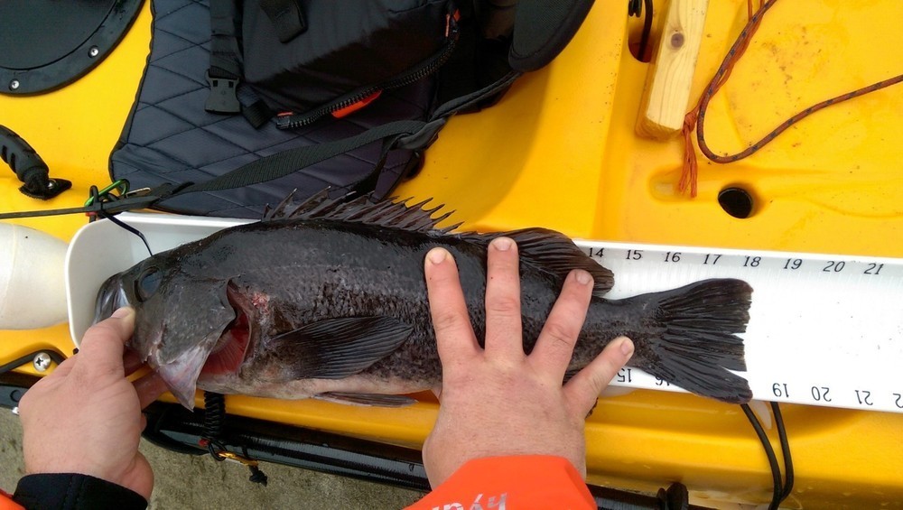 Black rockfish 18.25 16 may 2015 