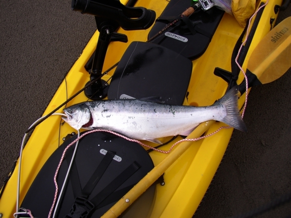 25.625 coho fresh