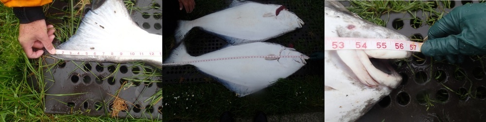 57 halibut