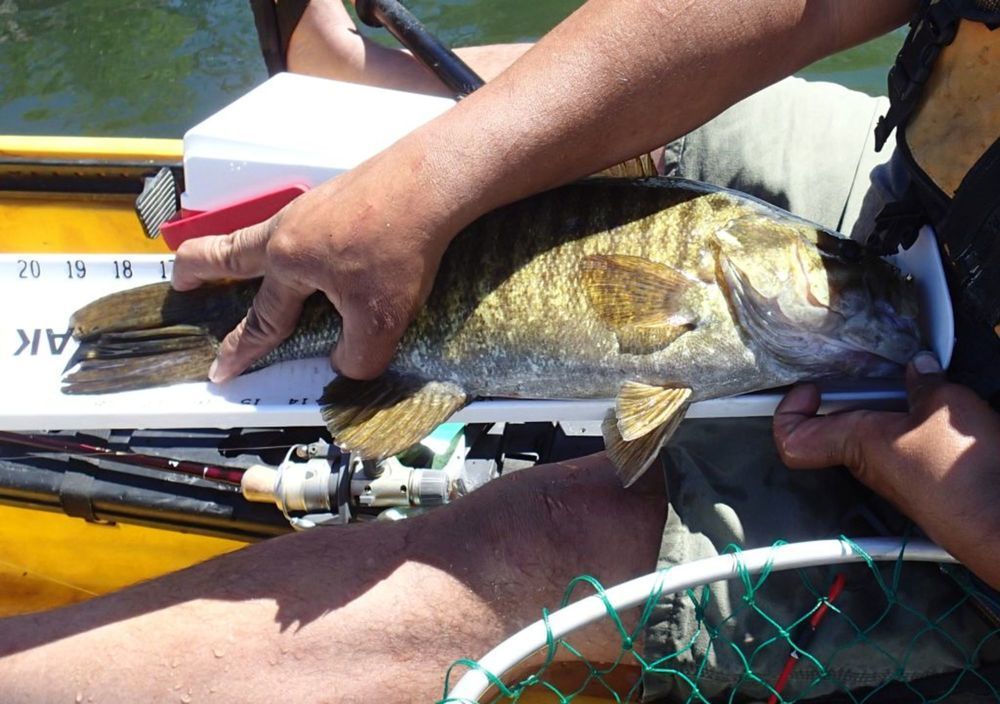 19 inch smallmouth