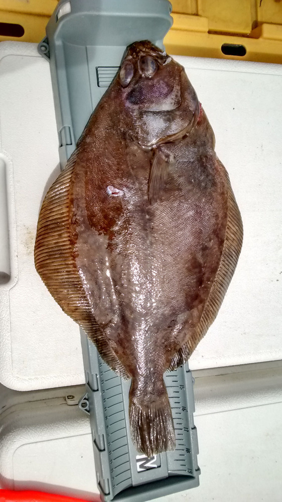6 20 aoty flounder 1