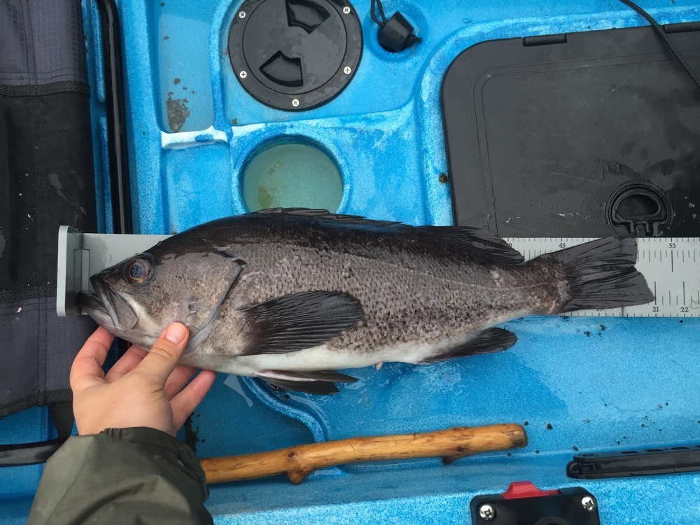 Black bass rockfish