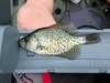 Aoty   panfish thumb