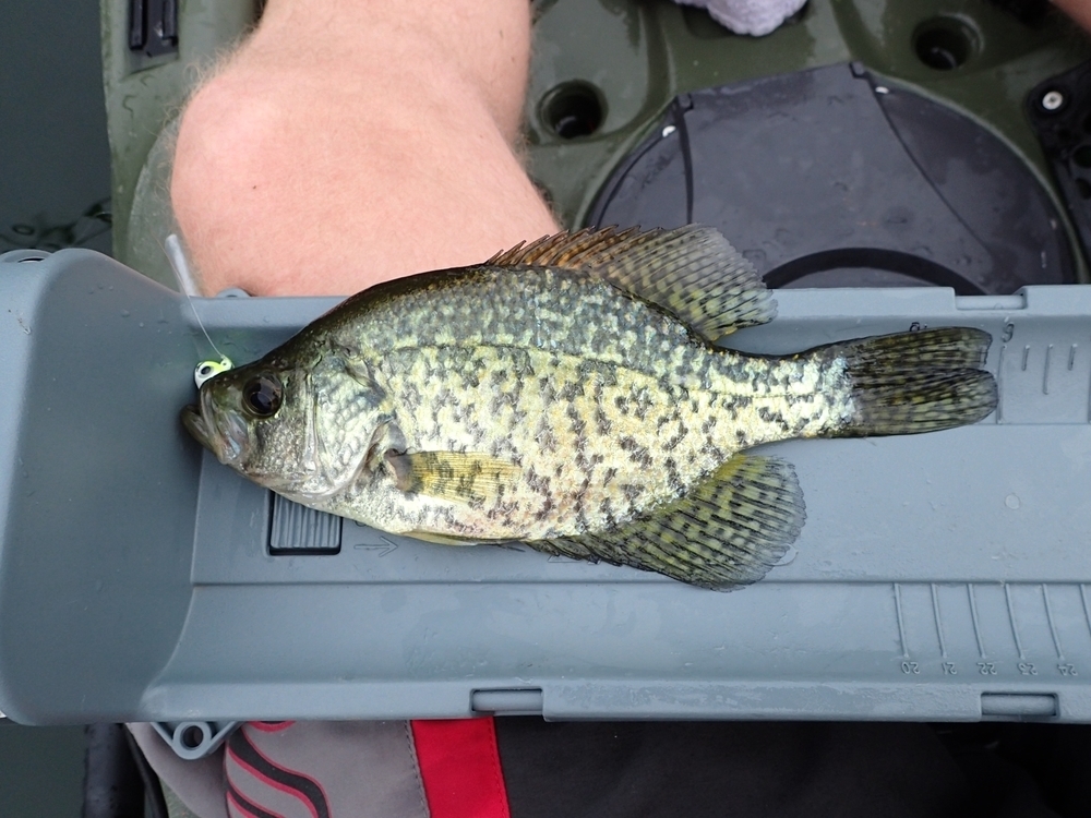 Aoty   panfish