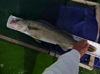 Walleye 28.0 092215 thumb