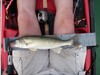 Walleye thumb