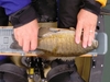 Smallmouth thumb